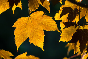 Ahorn Herbst Acer pseudoplatanus Blatt gelb intensiv Indian Summer Kontrast Laub Gegenlicht...