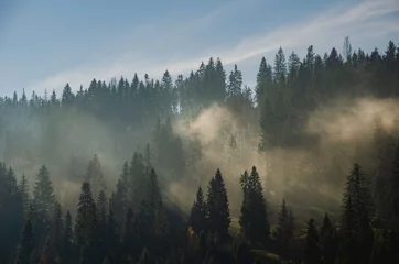 Foto op Plexiglas Mistig bos Mist. Ochtendmist in de hooglanden. Prachtige dramatische hooglanden landschap.