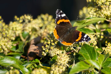 Red admiral butterfly (Vanessa Atalanta) with open wings perched on hedge (hedera helix) in Zurich,...