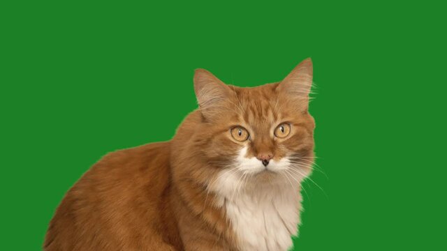 ginger cat sits and looks on green screen