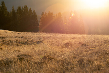 Autumn landscpae at sunset wit pine trees