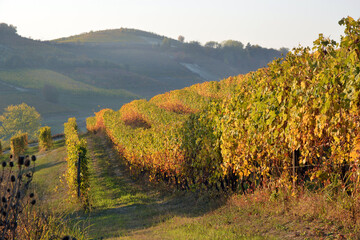 Fototapeta na wymiar View on colorful vineyards of Langhe Roero Monferrato, UNESCO World Heritage in Piedmont, Italy. in autumn season.