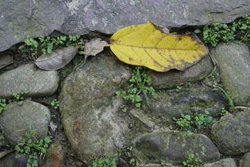 yellow leaf
