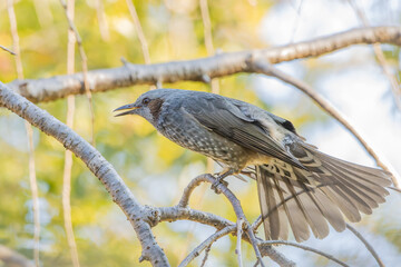 木陰で尾羽を広げるヒヨドリ