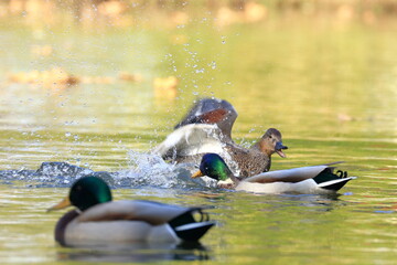 Ducks fight on the lake; Gadwall vs. Mallard