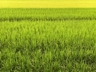 Golden paddy in green rice field. Real nature of countryside in the evening.