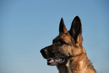 Purebred black and red fluffy German Shepherd enjoys nature. German Shepherd on background of clear blue sky. Minimalistic background with dogs head in profile.