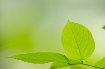 green leaves background