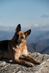 Dog lies on top of cliff with front paws stretched forward and enjoys freedom and beautiful views of nature national park. German shepherd dog travels in mountains.