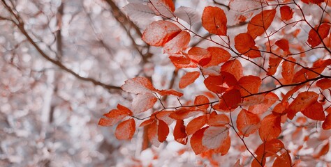 Jesienne liście © Iwona