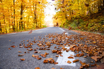 A colourful curving autumn road
