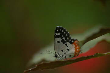 butterfly on leaf
