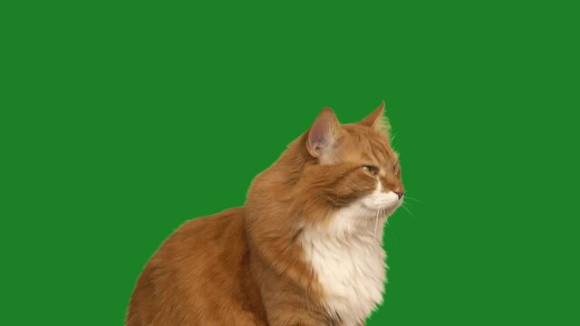 ginger cat looks on green screen