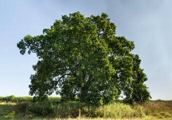 English Oak (Quercus ruber) or Pendunculate Oak,  in full leaf isolated against the sky.