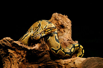 Königspython // Ball python (Python regius)