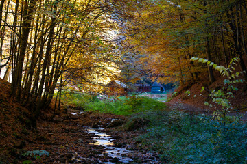 Autumn forest scenery with road of fall leaves