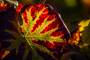 Weinlaub_Herbst_6424