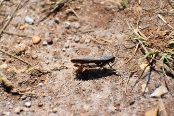 Wildlife in the Kruger National park