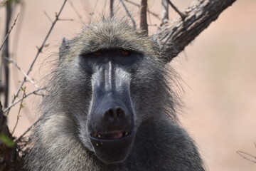 Wildlife in the Kruger National park