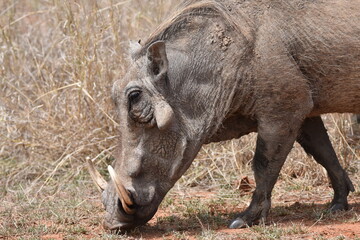 Wildlife in the Kruger National park
