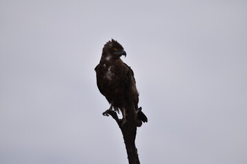 Wildlife in the Kruger National park