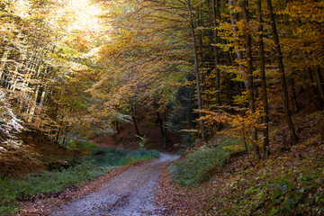 Autumn forest scenery with road of fall leaves