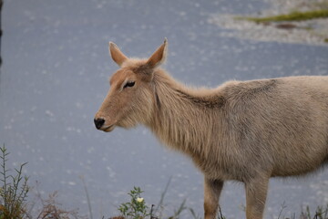 Wildlife in the Kruger National park