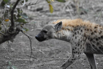 Wildlife in the Kruger National park