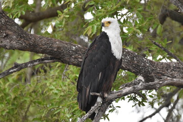 Wildlife in the Kruger National park