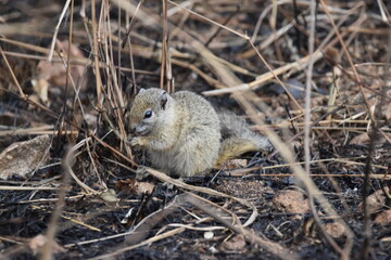 Wildlife in the Kruger National park