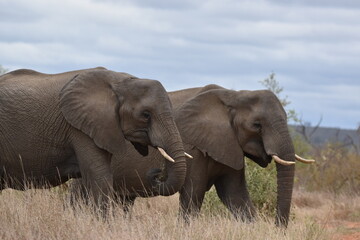 Naklejka na ściany i meble Wildlife in the Kruger National park
