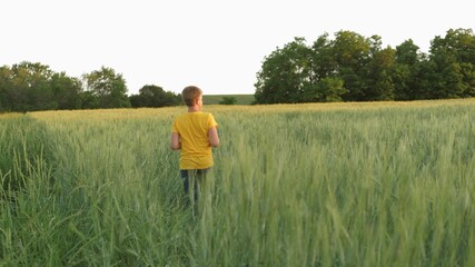 Naklejka na ściany i meble boy teenager walks in the green wheat field, agriculture, childhood in village, child on vacation rests playing in the open, grow rye on agricultural plantations, farm lands of grown grain harvest