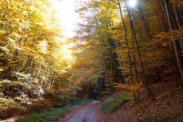Autumn forest scenery with road of fall leaves