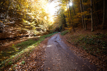 Naklejka premium Autumn forest scenery with road of fall leaves