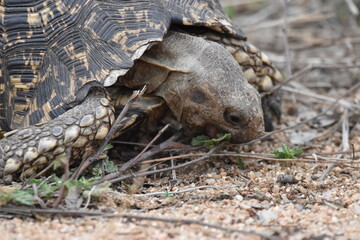 Wildlife in the Kruger National park