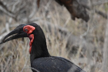 Wildlife in the Kruger National park