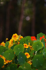 red and yellow flowers in Sintra portugal