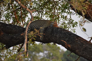 Wildlife in the Kruger National park