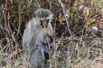 Wildlife in the Kruger National park