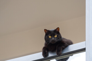 Black cat with big round eyes
