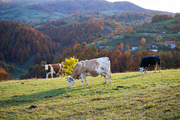 Obraz premium Beautiful autumn landscape in Transylvania