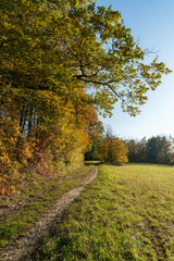 Herbstlicher Waldrand