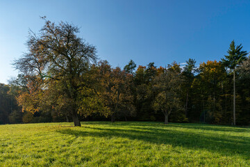 Streuobstwiese im Herbst