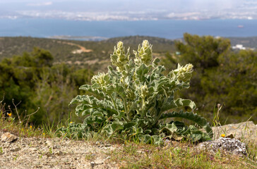 A useful, medicinal plant (Verbascum phlomoides) close-up