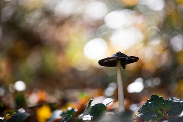Close up photo of forest mushroom
