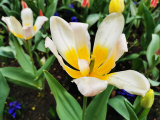 Obraz premium A white tulip that looks like a daisy. The festival of tulips on Elagin Island in St. Petersburg.