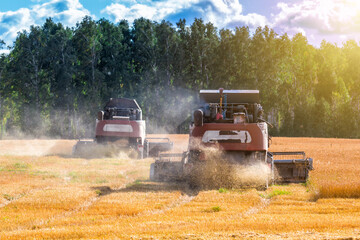Fototapeta premium Modern combine harvesters working in the field on a clear sunny day