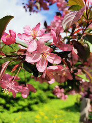 Apple tree with pink flowers on a background of green and blue sky.