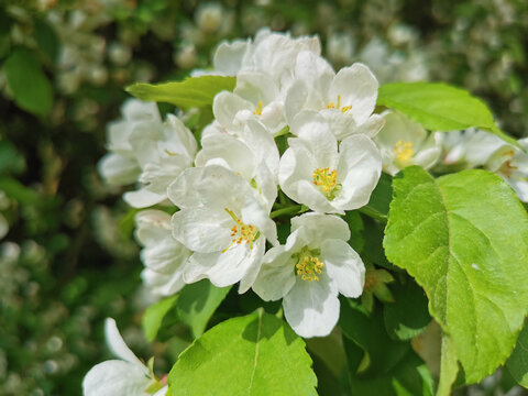 A branch of an apple tree with white and pink flowers on a background of green.