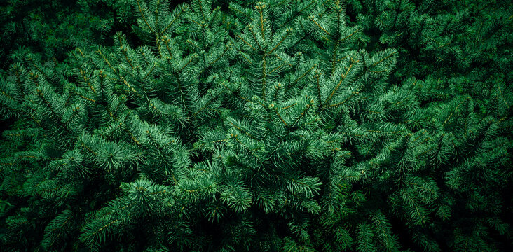 Christmas fir tree branches Background. Christmas pine tree wallpaper. Copy space.. © nataliazakharova